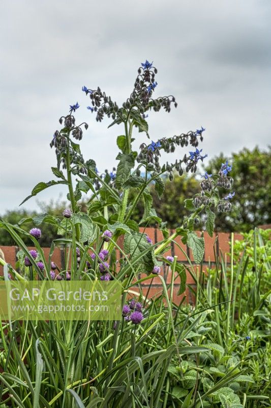 Herb bed with Borago officinalis, borage, Allium schoenprasum, chives and Mentha, mint.

Horatio's Garden South West - Salisbury
The Duke of Cornwall Spinal Treatment Centre
