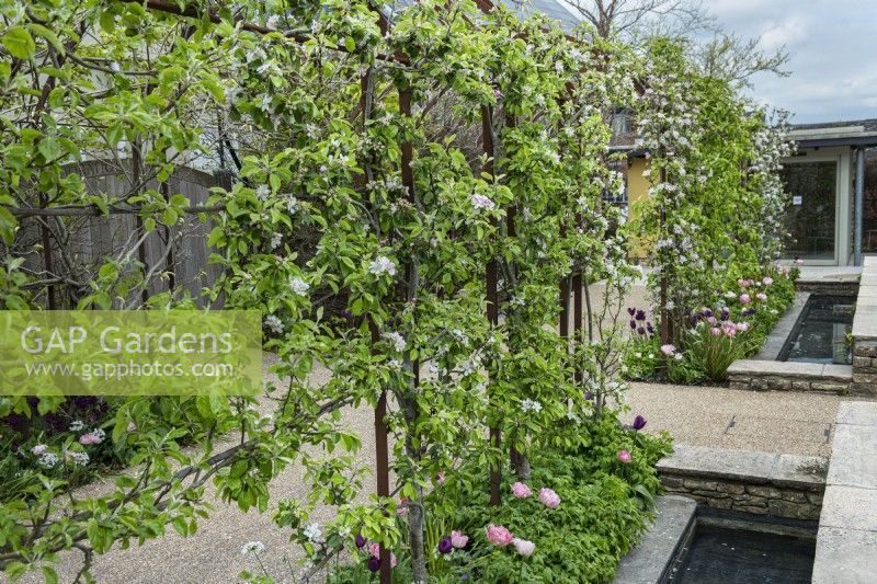 Rusted steel archway with trained apple trees in blossom and underplanted with 
tulips 'Recreado' and Angelique' and Allium nigrum, Black garlic. Rill water feature and resin bound gravel pathways.

Horatio's Garden South West - Salisbury
The Duke of Cornwall Spinal Treatment Centre