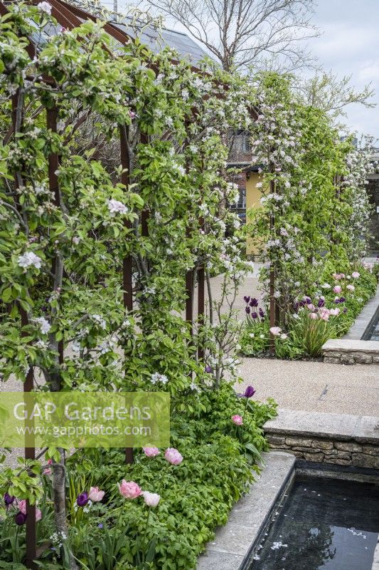 Rusted steel archway with trained apple trees in blossom and underplanted with 
tulips 'Recreado' and Angelique'. Rill water feature and resin bound gravel pathways.

Horatio's Garden South West - Salisbury
The Duke of Cornwall Spinal Treatment Centre