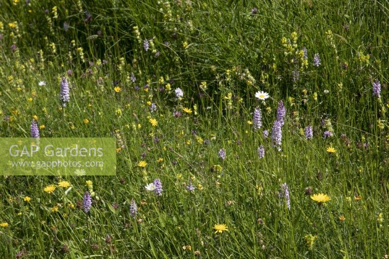 Dactylorhiza fuchsii - Common spotted orchid - June 
