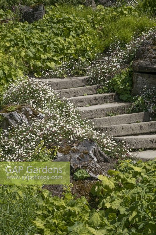 Steps through Paxton's Rock garden at Chatsworth - June 