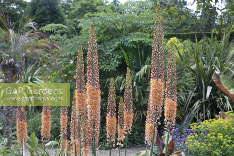 Eremurus, foxtail lily in the hot border at Chatsworth - June 