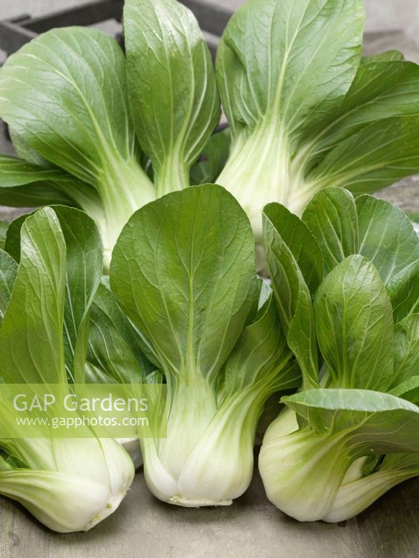 Brassica rapa subsp. chinensis Green Fortune F1, spring May