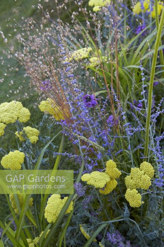 Mixed planting with Perovskia, yellow achillea, grasses and Briza media. July. Summer. 