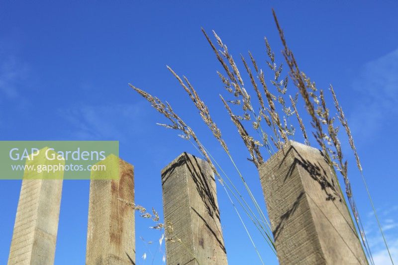 Grasses and reclaimed Oak used as garden dividers. July. Summer. Garden shows. 