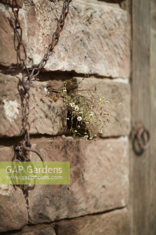 Old stone wall chains and Erigeron karvanskianus growing in gap. Summer. July. Garden Shows.