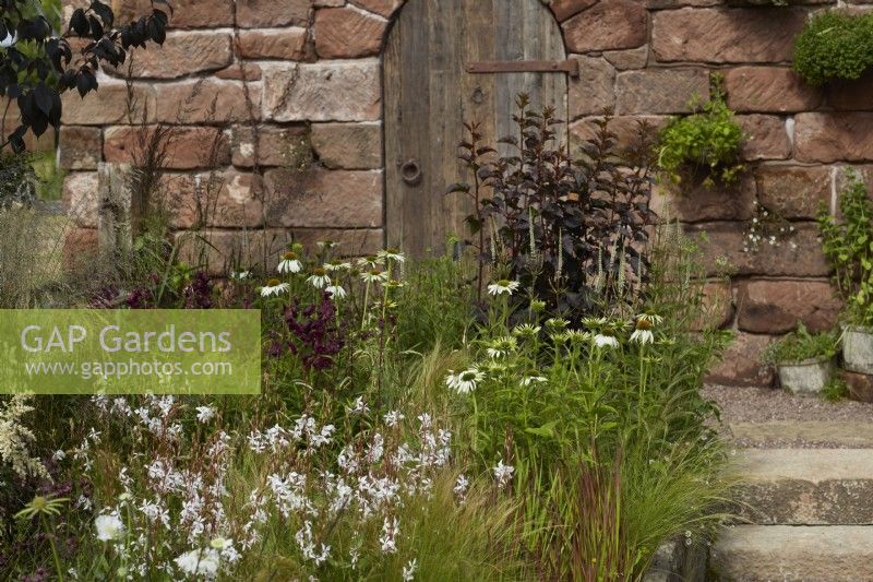 The Blue Diamond Group Beautiful Abandonment garden at RHS Hampton Court Palace Garden Festival 2022. Designer: Anna King. Naturalistic summer border with gaura, penstemon, echinacea and grasses. Old wooden door and stone wall. July.