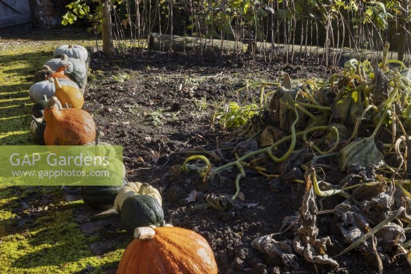 A variety of squashes in a row line the edge of a moss covered path. Regency House, Devon NGS garden. Autumn
