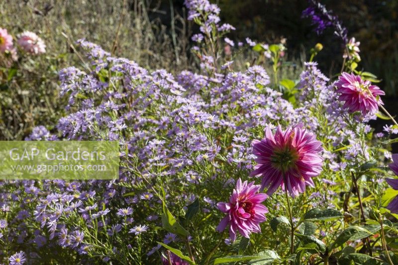 Dahlia Mambo and Michaelmas  daisy, Aster, flowers. Regency House, Devon NGS garden. Autumn