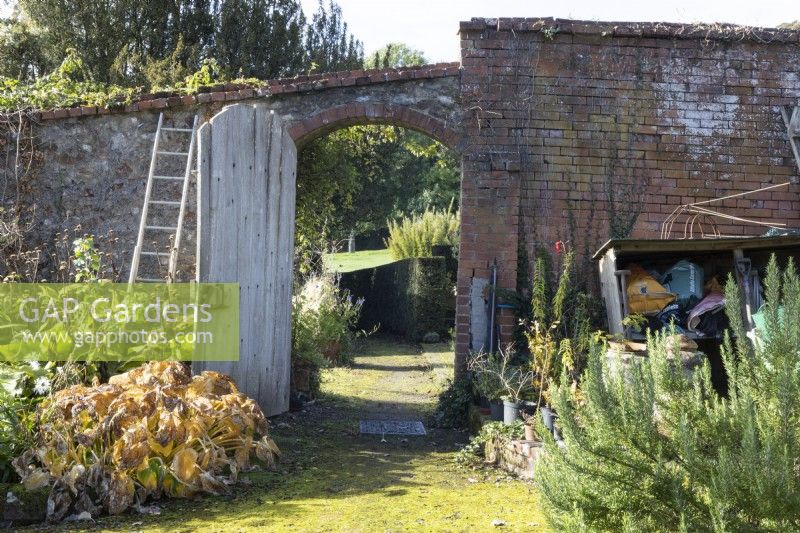 A moss covered gravel path leads through a large, open, aged, weathered, arched gate set in a red brick and stone wall. Various gardening paraphanlia sit either side, including a ladder, plant supports and a wooden store. A rosemary bush is in the foreground. Regency House, Devon NGS garden. Autumn