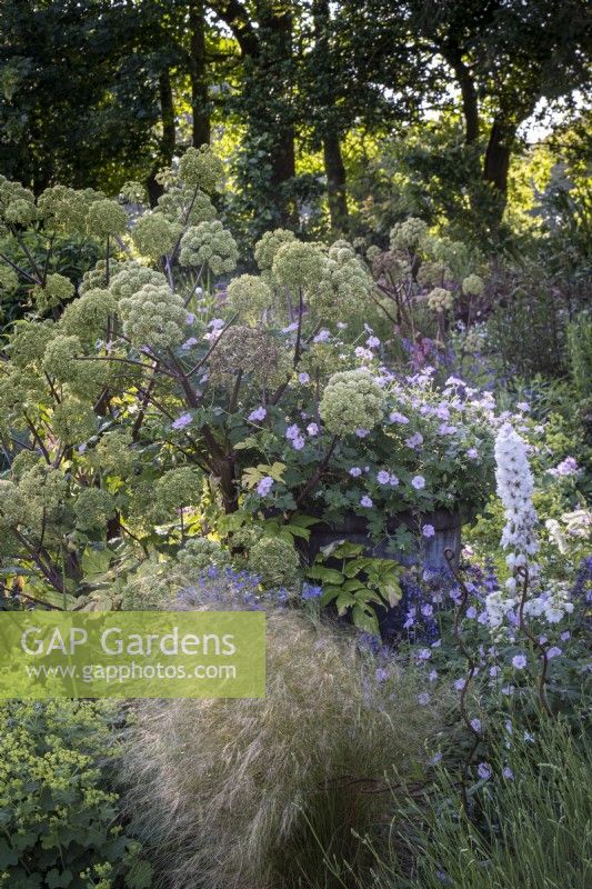 Deep mixed country style border with Angelica, Stipa tennuissima, Alchemilla and Delphinium