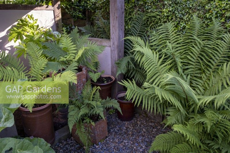 Fernery area of garden with grouped containers