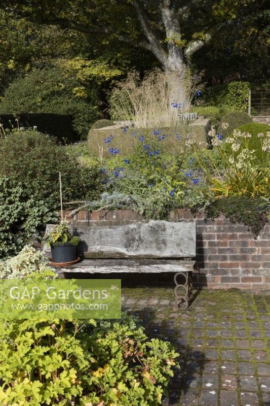A weathered, wooden bench with old horsehoes as legs, sits beside an old red brick wall on red brick cobbles. A plant pot with plant sits on the bench and various green foliage is in the foreground. A formal clipped boxed hedge surrounding a grass, Stipa gigantea, is in the background. Regency House, Devon NGS garden. Autumn