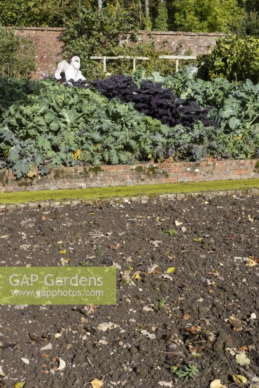 An empty and prepared bed of bare soil in the foregound, with brick wall lined path between the empty bed and a well stocked vegetable garden with a scarecrow in the background. Growing in the vegetable garden are  sprout plants Atwood, green kale, Winterbor, Red Russian kale  and  red kale, Redbor growing. Regency House, Devon NGS garden. Autumn