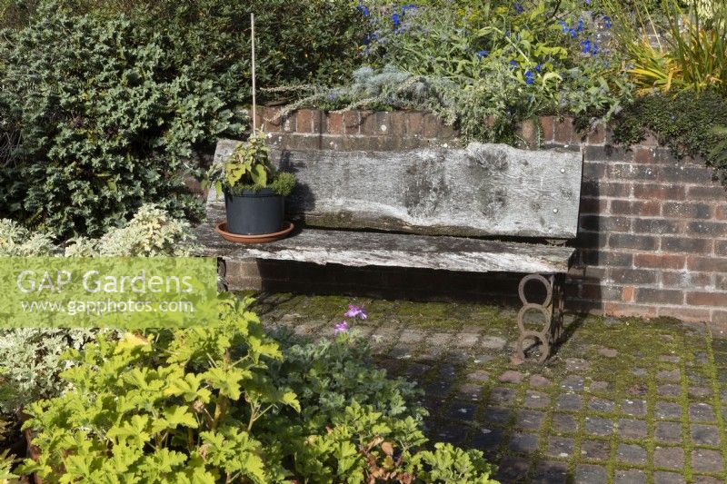 A weathered, wooden bench with old horsehoes as legs, sits beside an old red brick wall on red brick cobbles. A plant pot with plant sits on the bench and various green foliage is in the foreground. Regency House, Devon NGS garden. Autumn