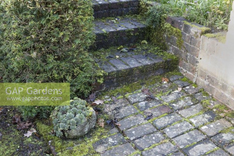 An old, weathered stone container is full of sempervivums, houseleeks. The container is sat on an old, weathered, moss covered brick path at the bottom of brick steps. Regency House, Devon NGS garden. Autumn