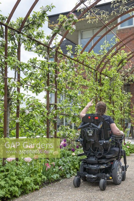 Patient in wheelchair under the rusted steel archway with the Duke of Cornwall Spinal Treatment Centre behind.

Plants include: trained apple trees in blossom with tulips 'Angelique' and 'Recreado'.

Horatio's Garden South West - Salisbury