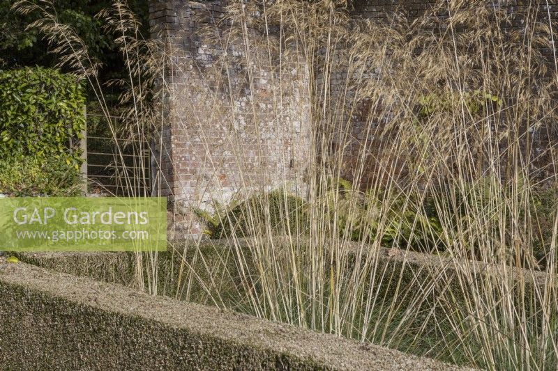 Stipa gignatea grass grows within a formal rectangle of clipped box hedging. An old weathered red brick wall and metal gate are in the background. Regency House, Devon NGS garden. Autumn