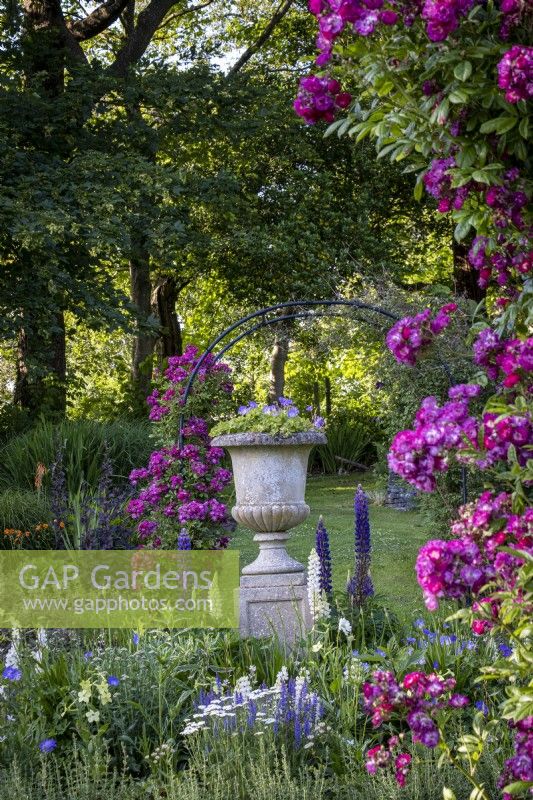 Large stone urn container filled with Geraniums and surrounded by Lupins in a blue and white themed border, pink climbing rose over arches