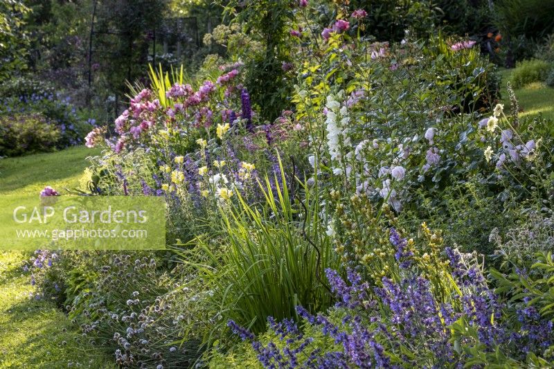 Mixed country style perennial border in a summer garden, with Roses, Snapdragons, Sisyrinchium and Foxgloves