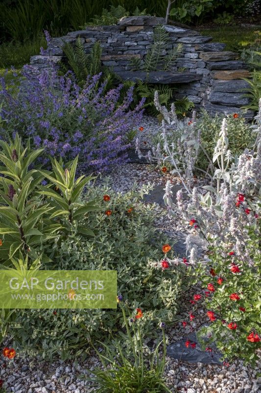 Dry gravel garden with stone bench and Nepeta 'Six Hills Giant', Lobelia tupa, Stachys byzantina, Salvia 'Royal Bumble', Helianthemum 'Henfield Brilliant'