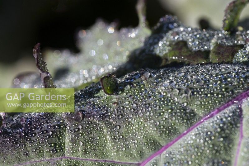 Red Russian kale foliage with water droplets. Close up. Regency House, Devon NGS garden. Autumn