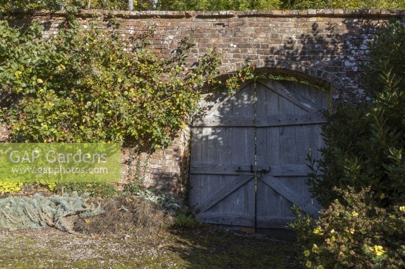 An old double wooden gate set within an old red brick stone wall. Regency House, Devon NGS garden. Autumn