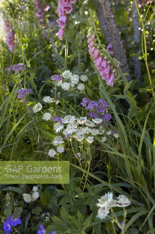 Naturalistic woodland planting for shade with achillea, digitalis -foxglove- and astrantia. July. Summer.