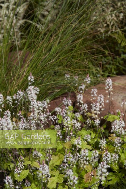 Tiarella and ornamental grass in summer border. July. 