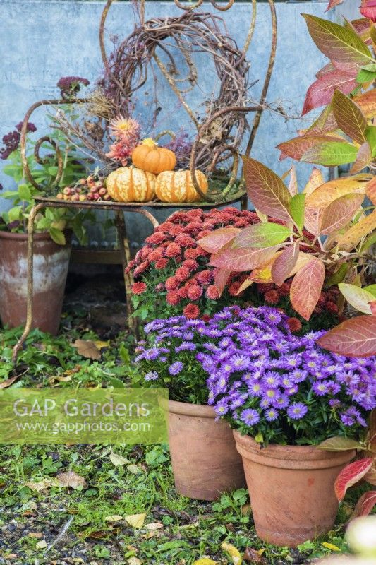 Autumn display with terracotta containers of Asters, Sedums and Chrysanthemums and squashes and wreath on rusty metal chair