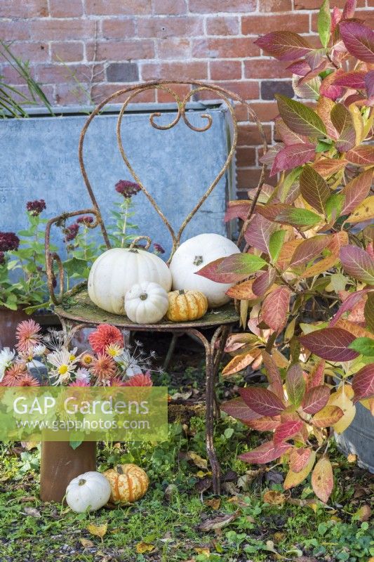 White and orange themed autumn display of squashes on rusty metal chair and bouquet of Dahlias and Chrysanthemums in pottery vase