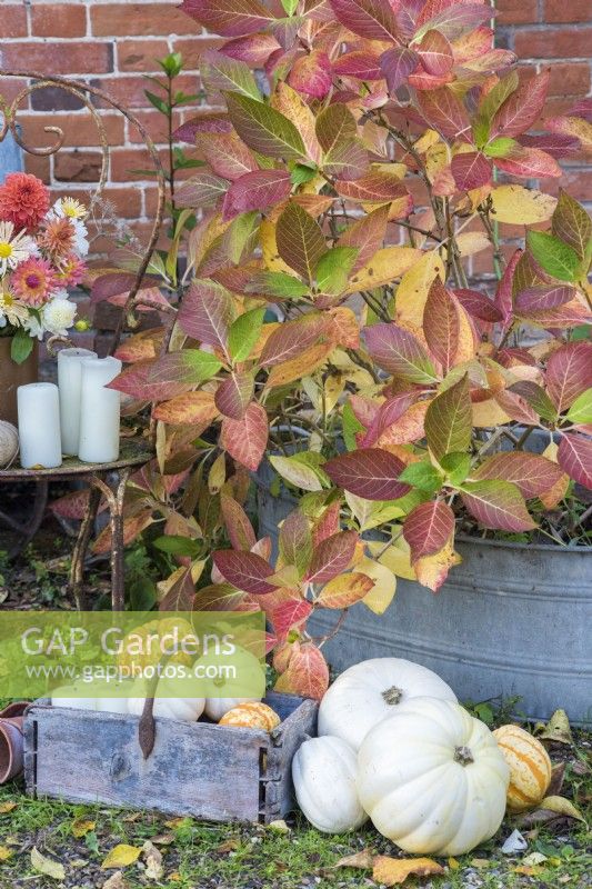 Collection of white and orange squashes in wooden trug and candles arranged next to Hydrangea in container