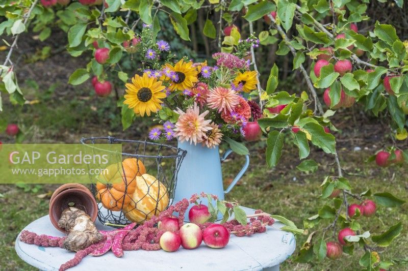 Bouquet of autumn flowers - Helianthus, Dahlias, Sedum, Rudbeckia and Asters in blue enamel jug on table with squashes, apples, Amaranthus and bulbs in orchard