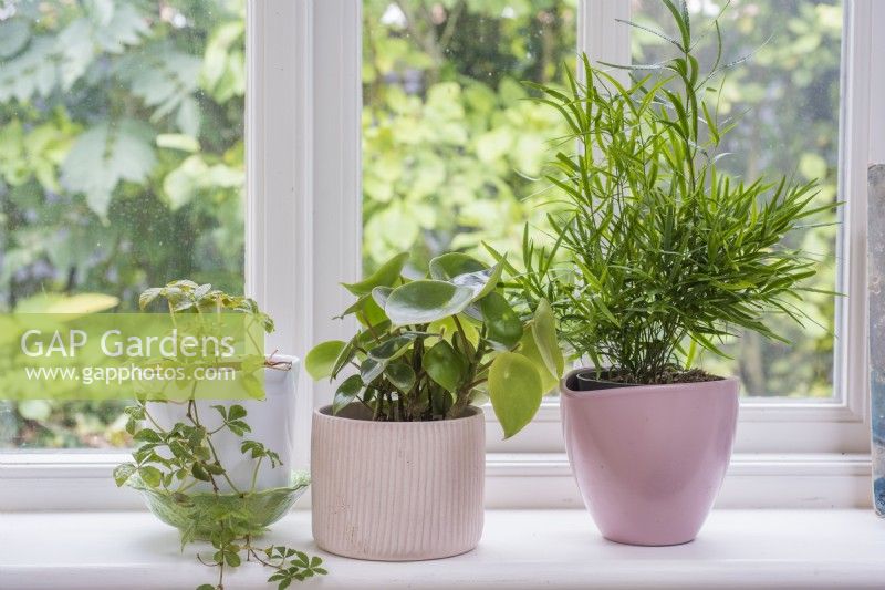 Houseplants on windowsill - Cissus rhombifolia - Grape ivy in white pot; Peperomia in middle pink pot and Asparagus falcatus