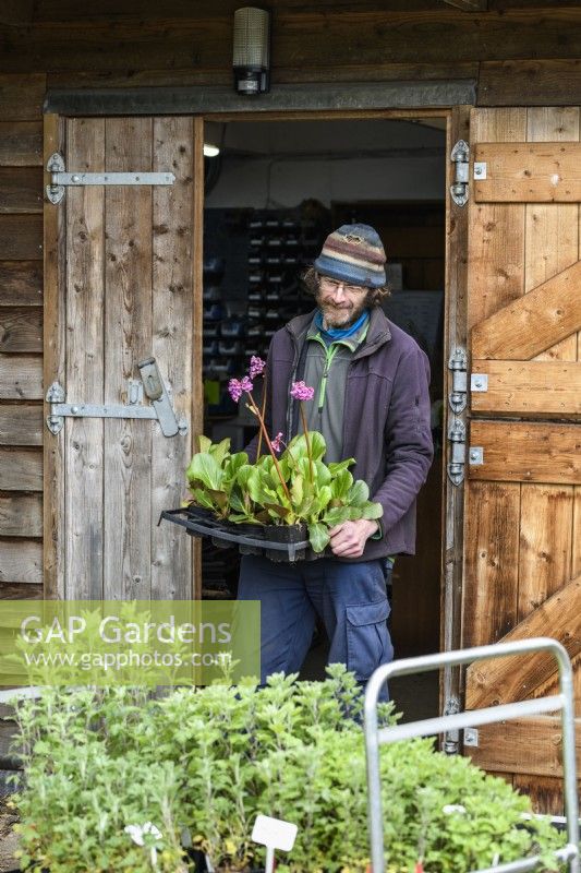 Man working in a Nursery placing a tray of bergenias on a Trolley