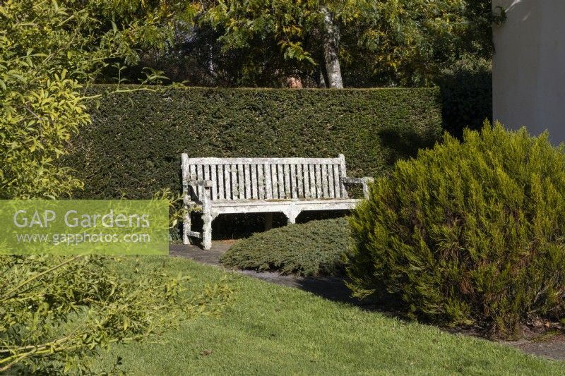 An old weathered wooden bench sits beside a clipped hedge. Regency House, Devon NGS garden. Autumn