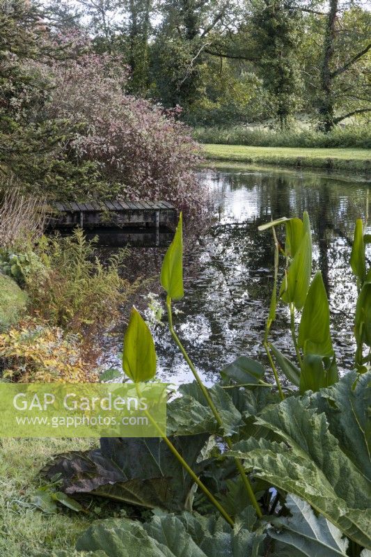 View over a variety of foliage and shrubs to a large pond with wooden pier. Regency House, Devon NGS garden. Autumn