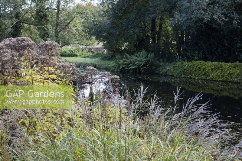 View over a variety of foliage and shrubs to a large pond. Regency House, Devon NGS garden. Autumn