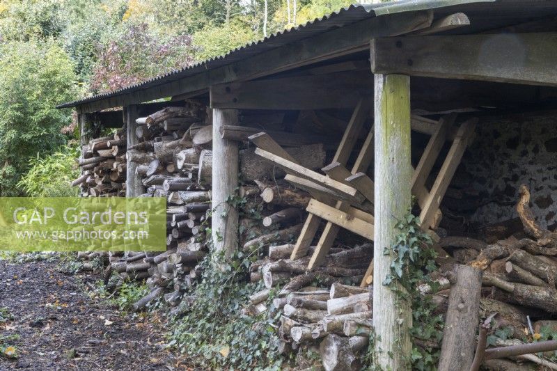 Piles of logs sit within a wooden log shelter. Regency House, Devon NGS garden. Autumn