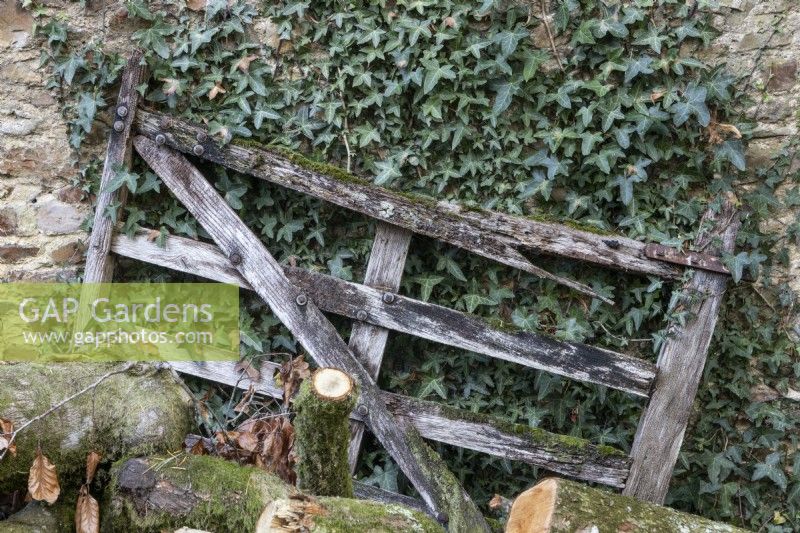 An old, broken, wooden gate leans against an ivy covered stone wall with logs in the foreground. Regency House, Devon NGS garden. Autumn