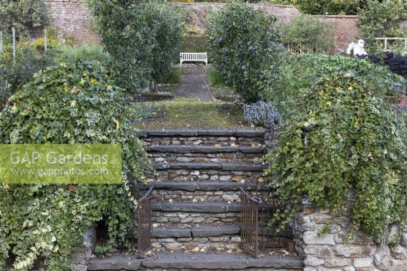 A flight of stone steps, with an open metal gate at the bottom, leads up to a path, lined with espaliered apple, malus, trees and an old wooden banch at the top. The walls of the steps are covered in ivy. Regency House, Devon NGS garden. Autumn