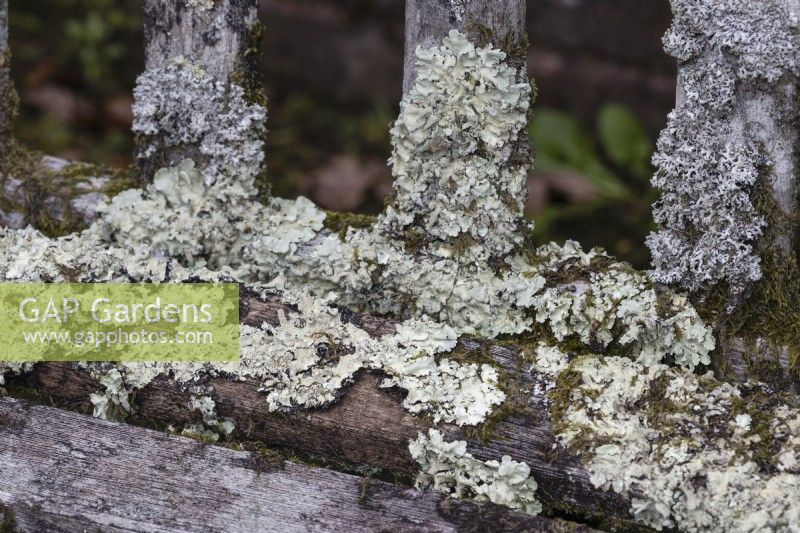 Lichens grow on an old, weathered wooden bench. Close up. Regency House, Devon NGS garden. Autumn