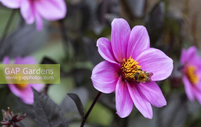 A bee on dahlia flower, Happy Single Juliet. Regency House, Devon NGS garden. Autumn
