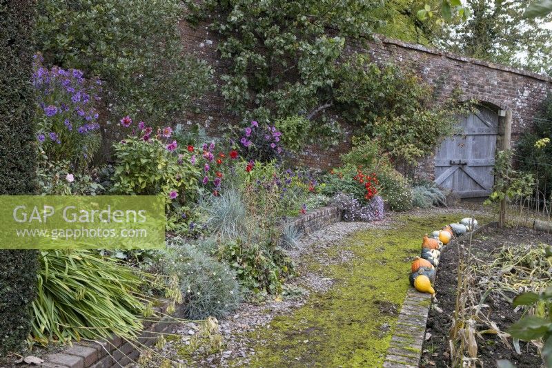 A variety of squashes in a row, ripening, line the edge of a moss covered and curved path, edging a vegetable patch. A large, weathered, double, wooden gate is in the background with a mixed flower border on the left. Regency House, Devon NGS garden. Autumn