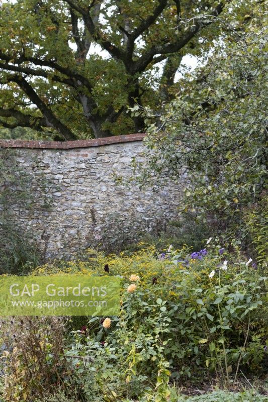 A view over a variety of an autumn flowers border and foliage towards an old stone wall with a large old oak tree above the wall. Regency House, Devon NGS garden. Autumn