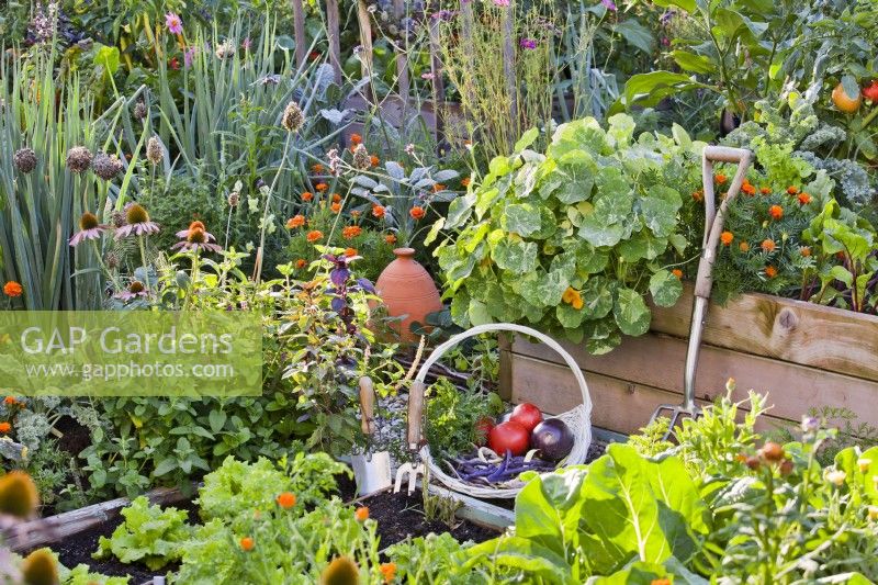 Kitchen garden with raised beds full of growing crops and flowers to attract beneficial wildlife, trug with freshly harvested vegetables and garden tools.