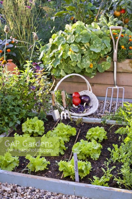 Raised bed with lettuce, trug with harvested vegetables and tools.