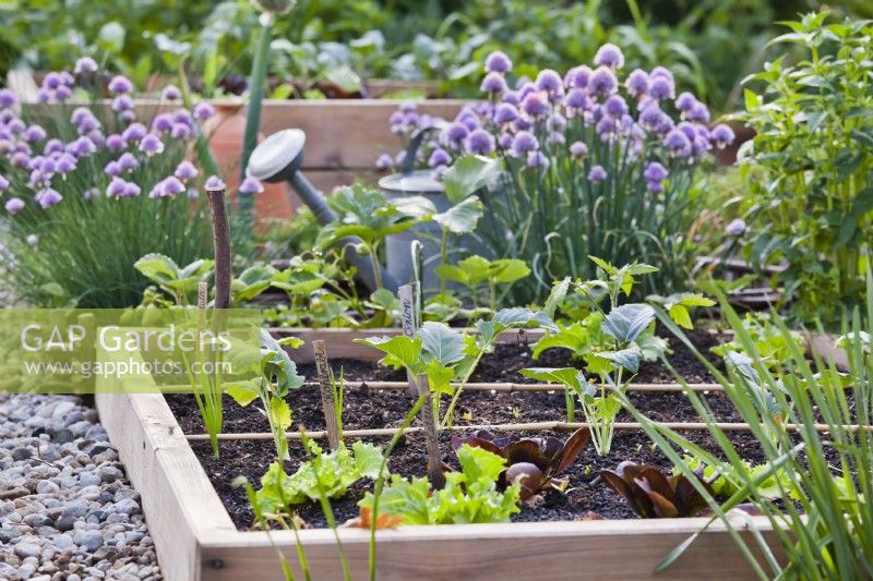 Raised bed with full of young vegetables planted in rows. In background chives in blooms.