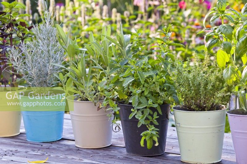 Herbs in metal pots - basil, thyme, mint, sage and curry.