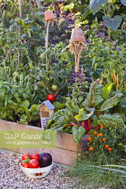 Insect houses to attract beneficial wildlife in the organic kitchen garden, bowl with freshly harvested tomatoes and aubergine..